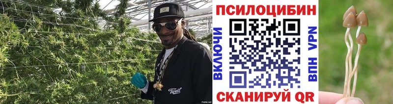 мега вход купить закладку Верхоянск Псилоцибиновые грибы Psilocybe
